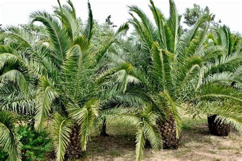 cüce palmiye ne işe yarar